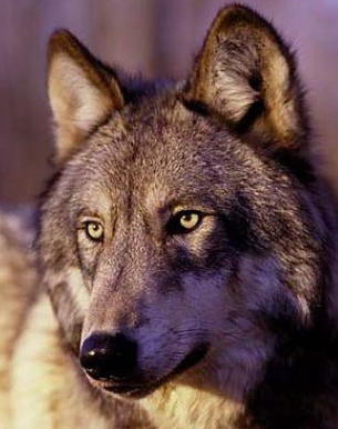 Lukas, the NYWolf from BC