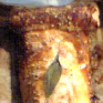 Le Filet