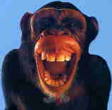 Affe
