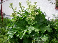 Rhabarber Mai 08