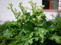 Rhabarber Mai 08