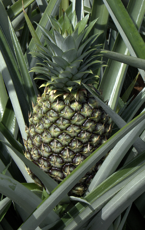 Ananas